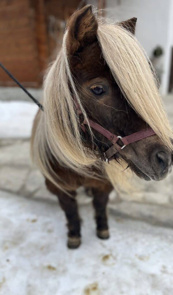 Pony Cindarella Pony Cindarella